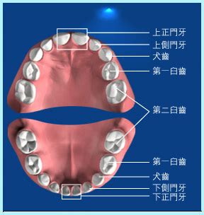 門牙作用|四種不同類型的牙齒及更多知識